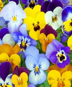 Purple And Yellow Pansy paint by numbbers