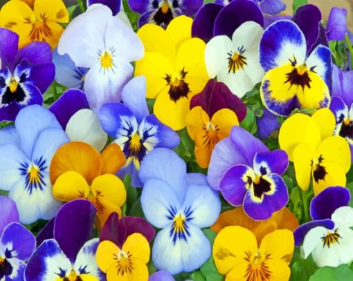 Purple And Yellow Pansy paint by numbbers