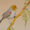 Yellow Verdin Piant by numbers