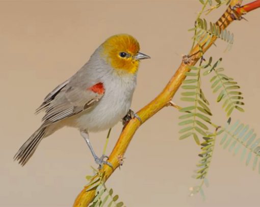 Yellow Verdin Piant by numbers