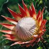 King protea paint by numbers