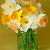 Aesthetic Daffodils Flowers paint by numbers