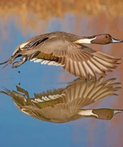 Aesthetic Duck In Flight Paintb by numbers