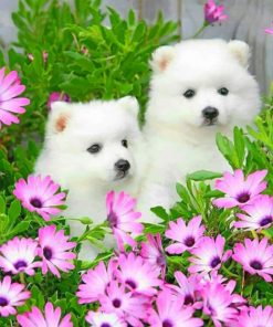 American Eskimo Dog With Daisy Flowers paint by numbers