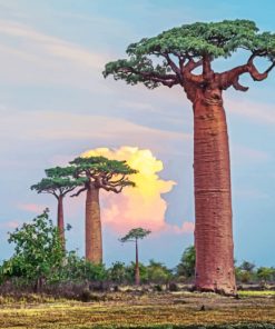 Baobab Trees Paint by numberrs