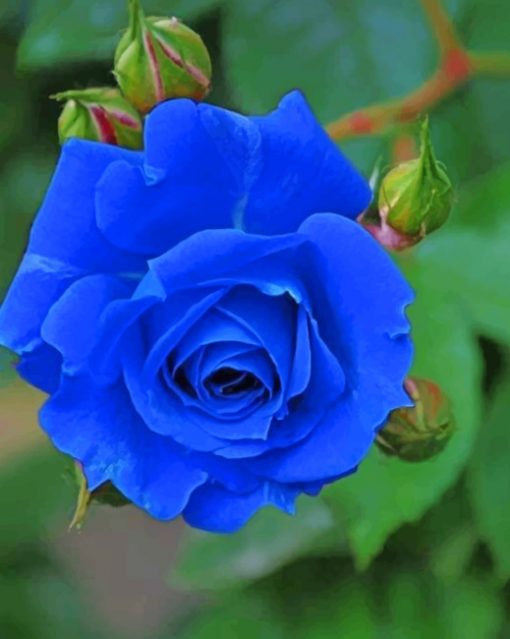 Blue Rose Paint by numbers