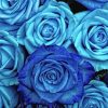 Blue Roses Paint by numbers