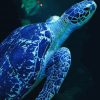 blue-sea-turtle-paint-by-number