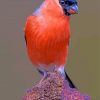 Bullfinch Bird Illustration Paint by numbers