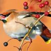 Bullfinch Little Bird Paint by numbers