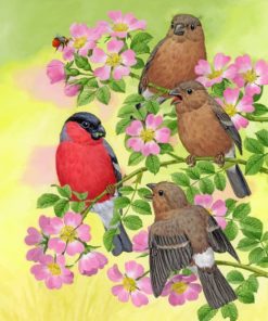 Brown Birds And Bullfinch Paint by numbers