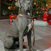 Cane Corso Celebrating The Christmas Paint by numbers