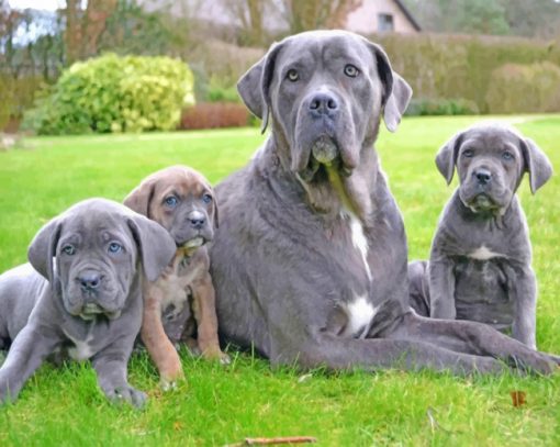 Cane Corso Family paint by nuymbers