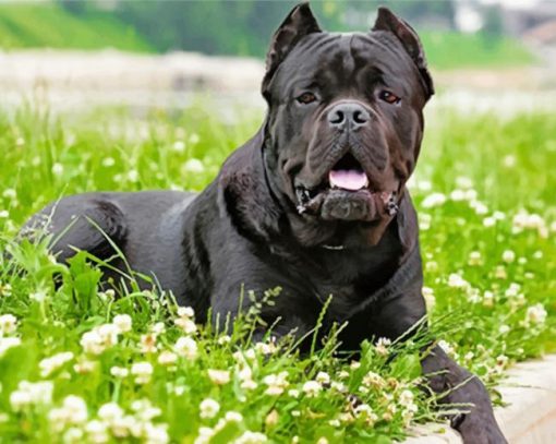 Cane Corso paint by numbers