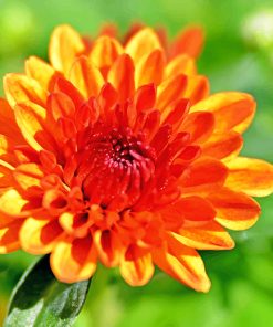Chrysanthemum Orange Flower paint by numbers