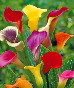 Colorful Arum Lilies ppaint by numbers