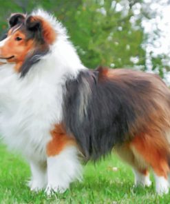 Fluffy Sheltie paint by numbers