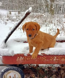 fox-red-labrador-in-the-snow-paint-by-numbers