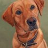 fox-red-labrador-paint-by-numbers