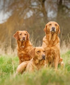 fox-red-labradors-paint-by-number