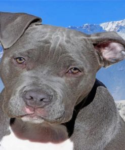 Gray Pitbull paint by numbers
