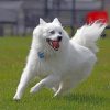 Happy American Eskimo Dog paint by numbers