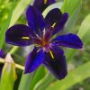 iris-louisiana-flower-paint-by-numbers