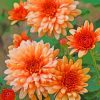 peach-Chrysanthemum-paint-by-number