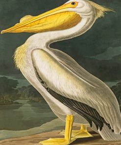 White Pelican Bird paint by numbers