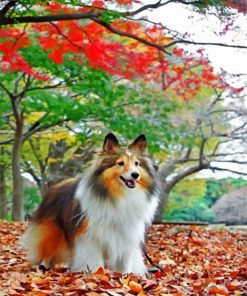 Sheltie Enjoying The Autumn Paint by numbers