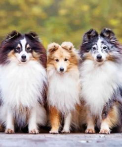 Cute Shelties paint by numbers