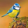 Eurasian-blue-tit-paint-by-number