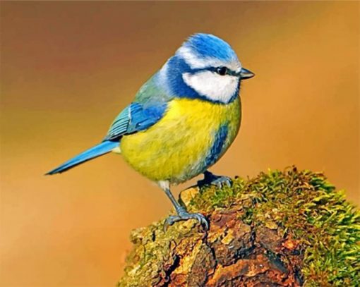 Eurasian-blue-tit-paint-by-number