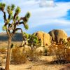 Joshua-Tree-National-Park-california-paint-by-numbers