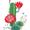 Succulents And Red Roses diamond painting