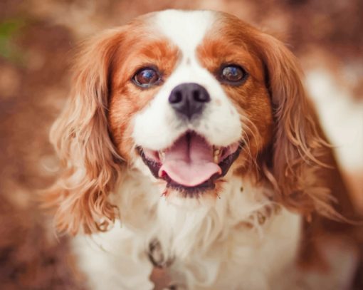 The-Cavalier-King-Charles-Spaniel-small-breed-paint-by-numbers