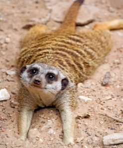 adorable-meerkat-paint-by-numbers