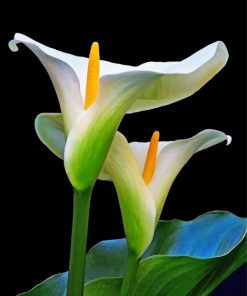 aesthetic-arum-lilies-paint-by-number