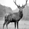 aesthetic-black-and-white-deer-paint-by-numbers