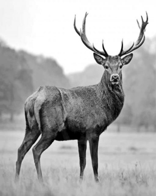 aesthetic-black-and-white-deer-paint-by-numbers