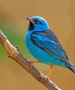 aesthetic-blue-bird-paint-by-number