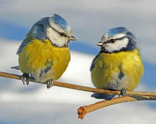 aesthetic-blue-tit-birds-paint-by-numbers