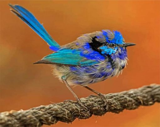 aesthetic-blue-wren-paint-by-numbers