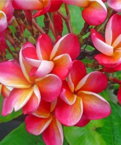 aesthetic-frangipani-paint-by-number