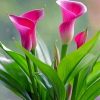 aesthetic-pink-calla-lily-flowers-paint-by-numbers