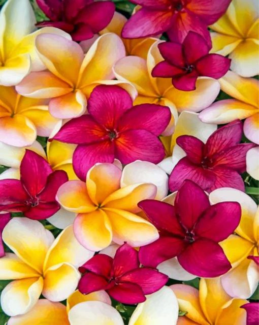 aesthetic-plumerias-paint-by-number