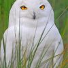 aesthetic-white-owl-paint-by-number