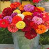 Aesthetic Zinnias paint by numbers