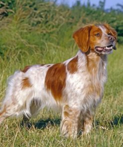 aesthetuic-brittany-spaniel-paint-by-number