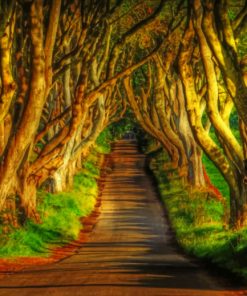 amazing-dark-hedges-paint-by-number